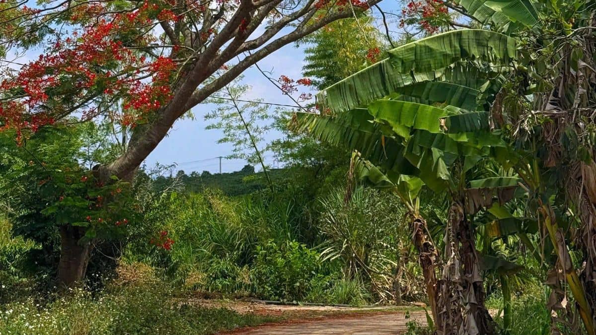 Đất Đinh Văn Lâm Hà